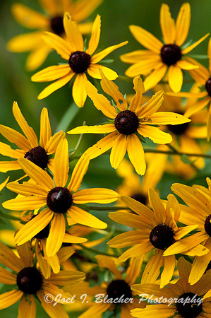 Rudbecia sp, Cochran Shoals