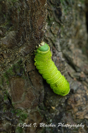Nadata gibbosa 1.jpg