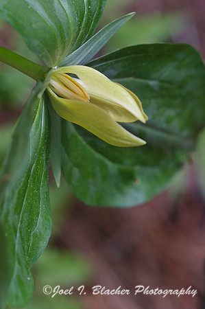 Trillium luteum 2, GA
