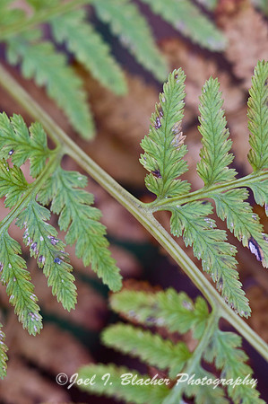 Lady Fern 1 Green and Brown.jpg