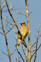 Songbirds