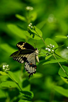 Butterflies and Moths