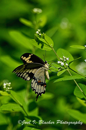 Giant Swallowtail 2.jpg