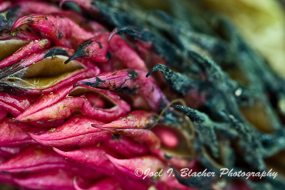 Magnolia Cone, Hemlock Falls Trail.jpg