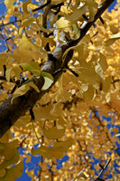 Fall Foliage