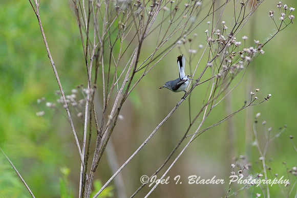 Blue-gray-Gnatcatcher-4-Chatt