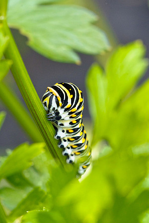 Black Swallowtail Caterpillar
