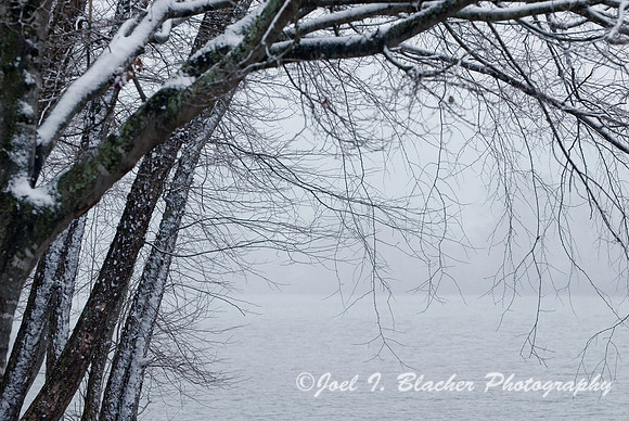Chatahoochee Trees in Snow.jpg