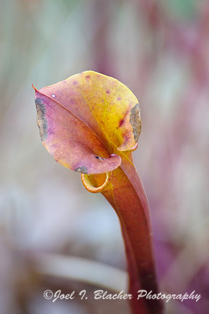 Sarracenia sp Fall Color
