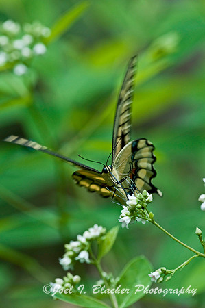 Giant Swallowtail 3.jpg