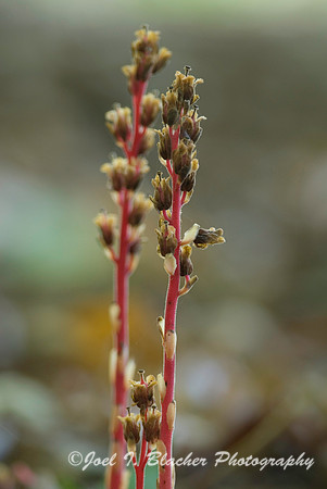Sheep Sorrel.jpg