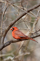 Songbirds