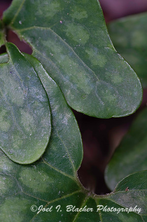 Wild Ginger 1.jpg