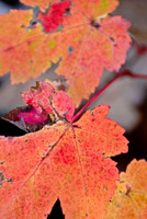 Fall Foliage