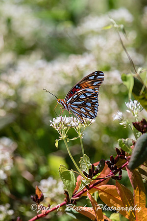 Gulf Fritillary-Bull Sluice Lake
