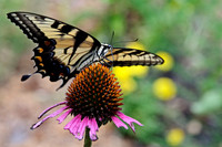 Butterflies and Moths