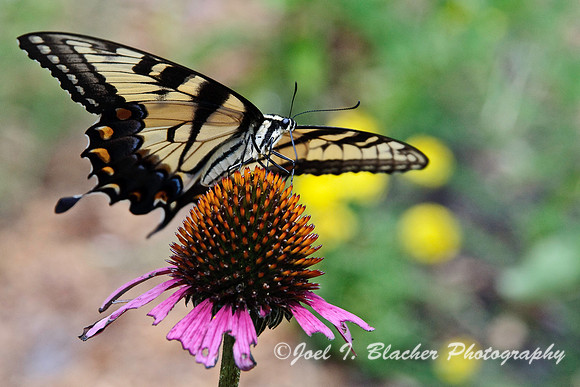 Tiger Swallowtail and Echinacea 1.jpg