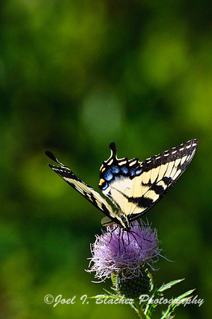 Tiger Swallowtail on Thistle, Cochran Shoals, GA