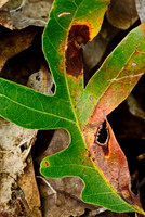 Fall Foliage