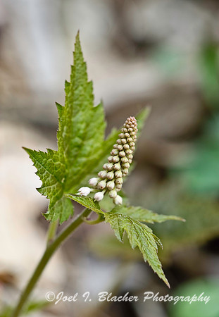 Early Foamflower.jpg