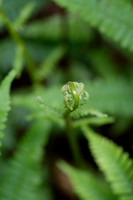 Ferns, Mosses, & Other Woodland Plants