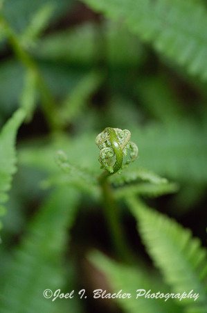 Emerging Fern.jpg
