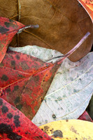Fall Foliage