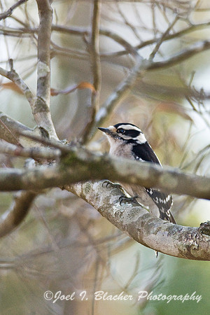 Downy Woodpecker Female 1