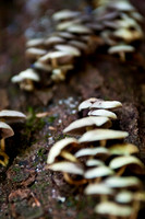 Fungi & Lichen