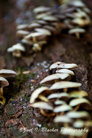 Collybia sp.jpg