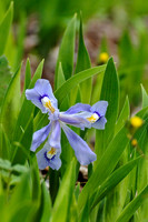 Flowers, Grasses, & Bog Plants