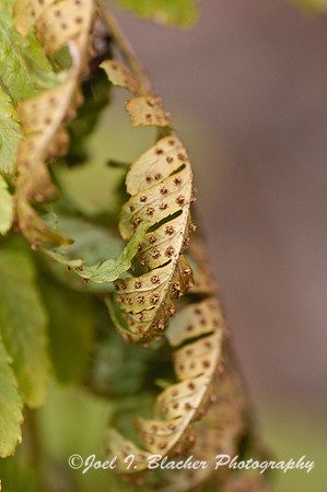 Autumn Fern.jpg